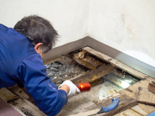 Best Toxic Mold Removal  in Quitman, MS