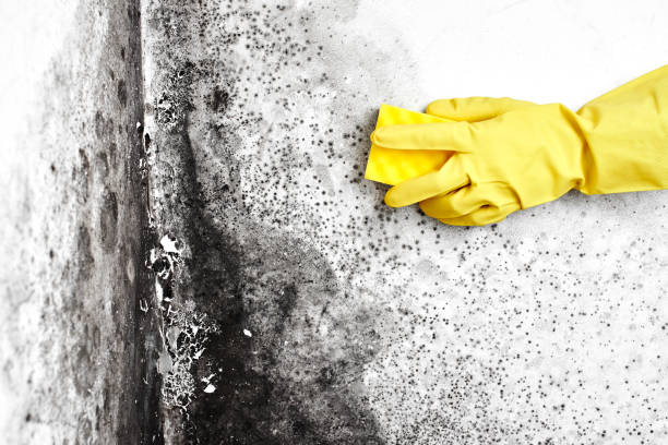 Best Commercial Mold Removal  in Quitman, MS
