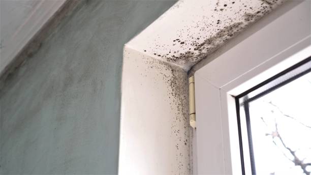 Best Mold Removal and Inspection  in Quitman, MS