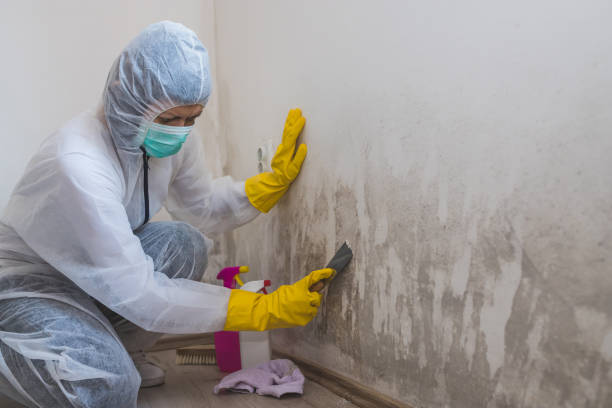 Best Black Mold Removal  in Quitman, MS