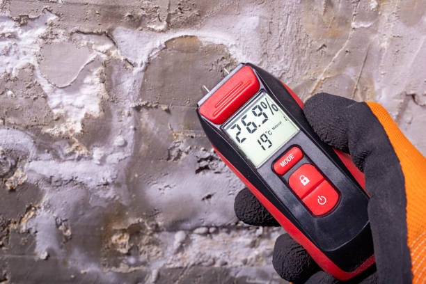 Best Professional Mold Removal  in Quitman, MS