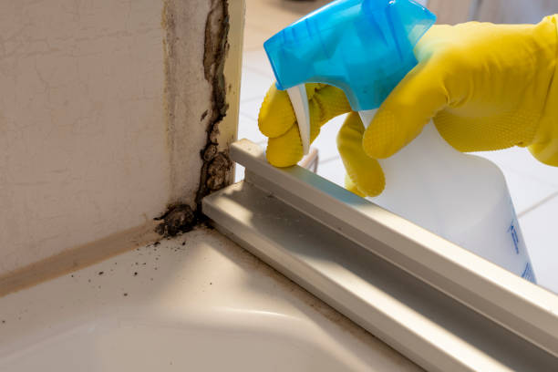 Mold Removal and Inspection in Quitman, MS