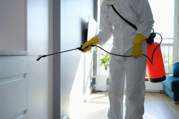 Professional Mold Removal in Quitman, MS