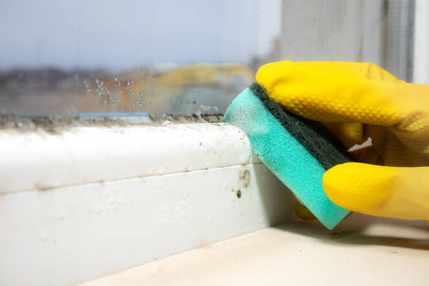 Best Crawl Space Mold Removal  in Quitman, MS