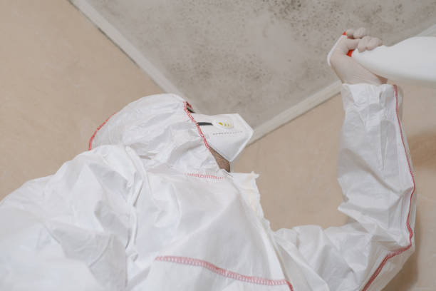 Best Mold Cleaning Services  in Quitman, MS