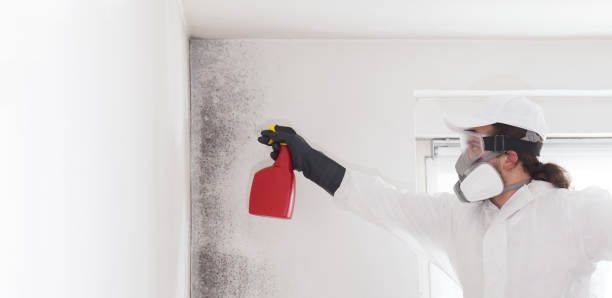 Attic Mold Removal in Quitman, MS