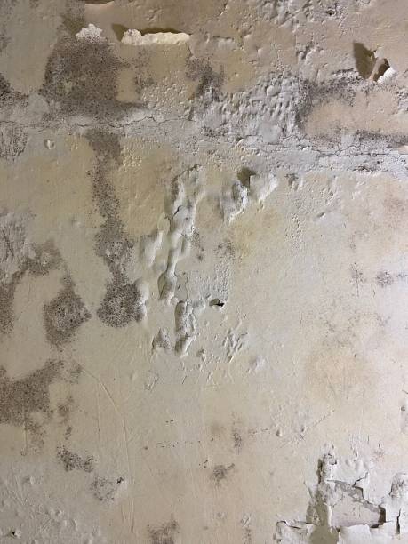 Best Mold Removal Company Near Me  in Quitman, MS