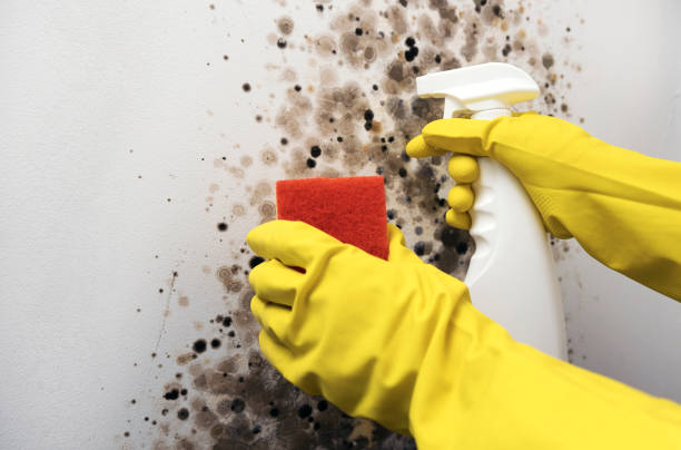 Home Mold Removal in Quitman, MS