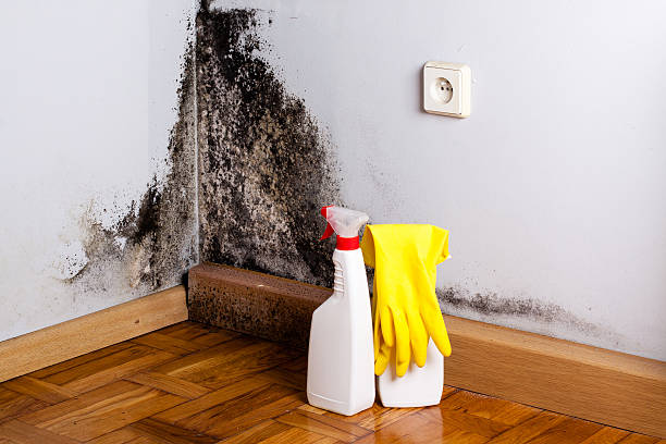 Best Residential Mold Removal  in Quitman, MS