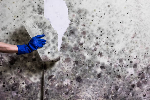 Best Mold Remediation  in Quitman, MS