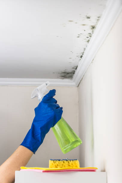 Best Mold Testing  in Quitman, MS